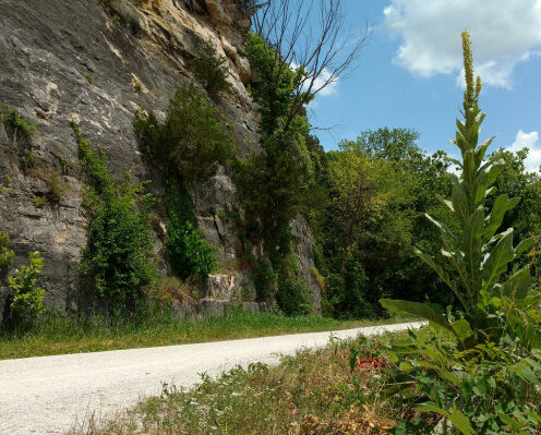 Abundant vegetation along the Katy Trail