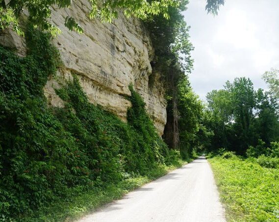 Gravel trail with green vegetation, flowers.