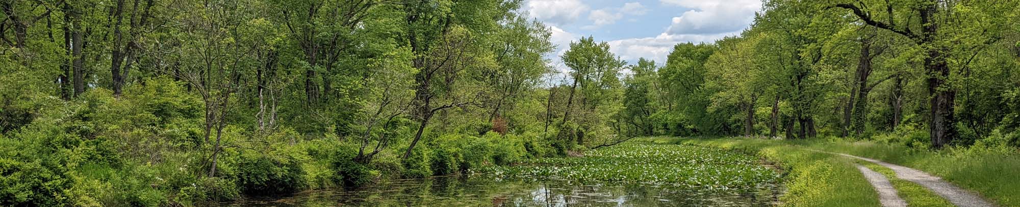 full canal next to green towpath